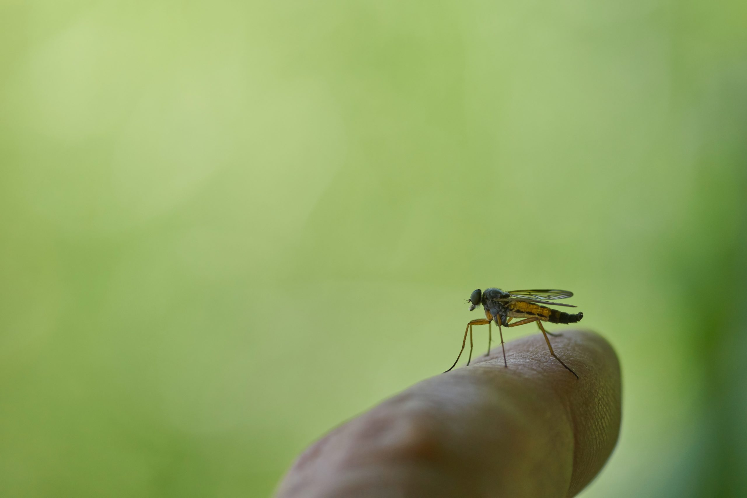 Salvan Som Lindrar Kliande Insektsbett Zam Buk Lugnar Irriterad Hud salvan-som-lindrar-kliande-insektsbett-zam-buk-lugnar-irriterad-hud